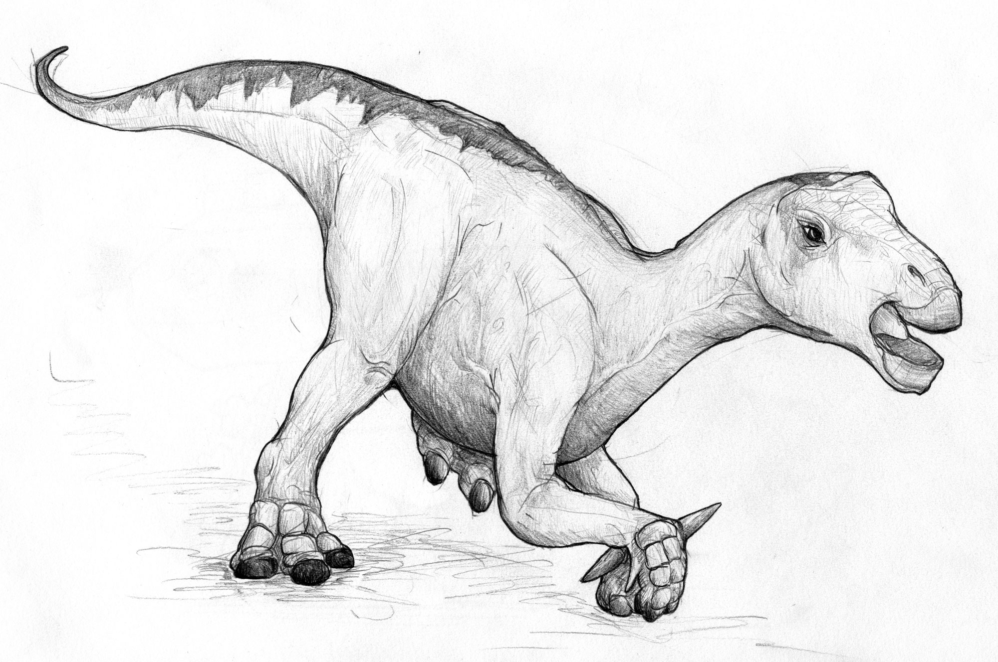 Игуанодон динозавр раскраска